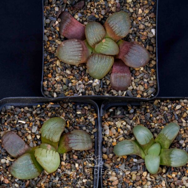 Haworthia springbokvlakensis - Locality Bundle (3 plants)