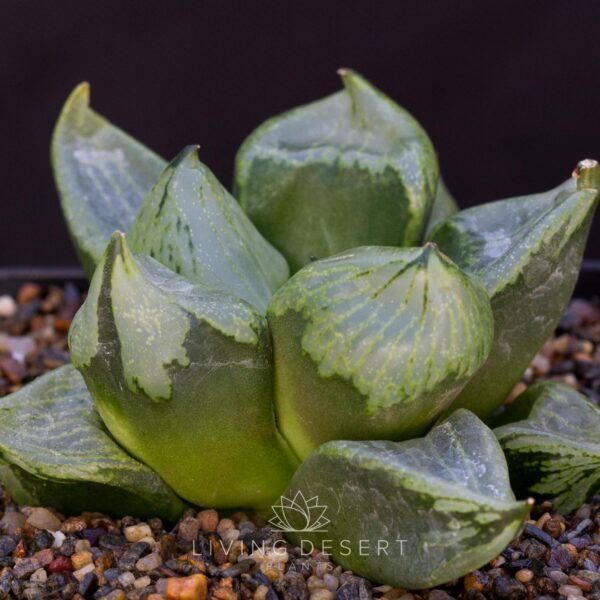 Haworthia 'Urahannya'
