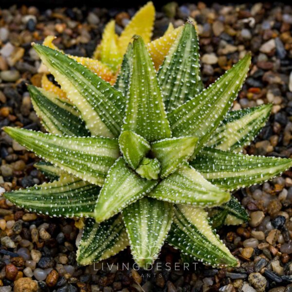 Haworthiopsis attenuata v. tanba f. variegata