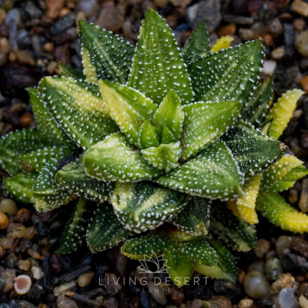 Haworthiopsis attenuata v. tanba f. variegata