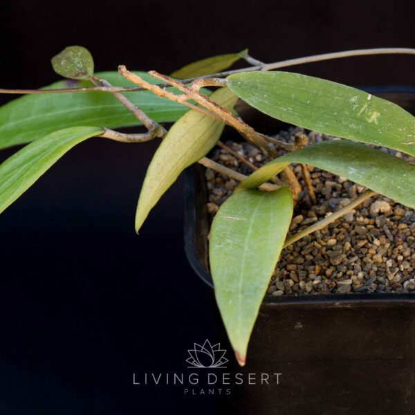 Hoya sp. 'Rindu Rafflesia'