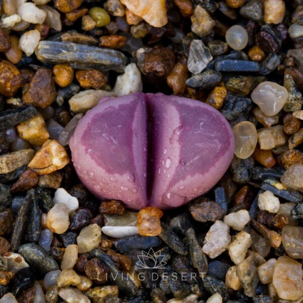 Lithops optica v. rubra (single stem)