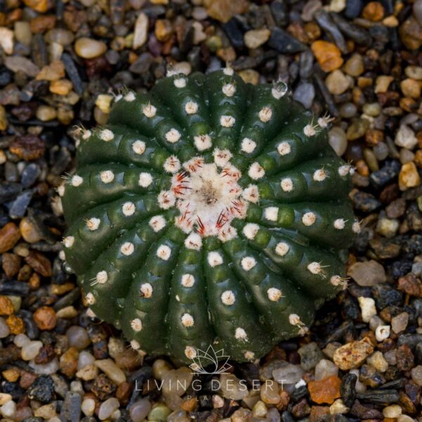 Notocactus uebelmannianus f. inermis