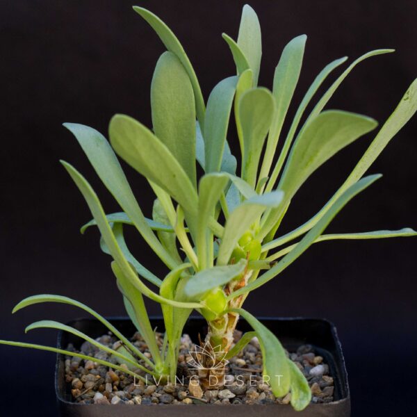 Othonna lepidocaulis