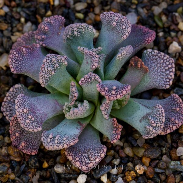 Titanopsis calcarea