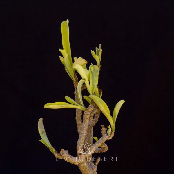 Adenium swazicum f. variegata (minimal roots)