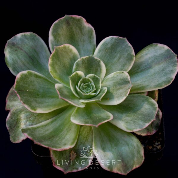 Aeonium 'Mt Everest'