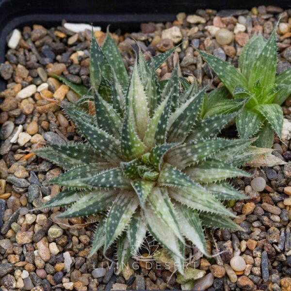 Aristaloe aristata f. variegata