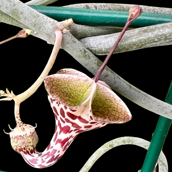 Ceropegia distincta ssp. haygarthii