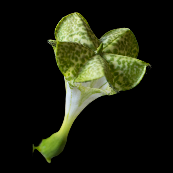 Ceropegia sandersonii