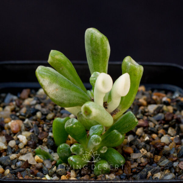 Crassula ovata 'Gollum' f. variegata