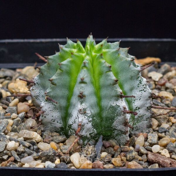 Euphorbia horrida v. alba