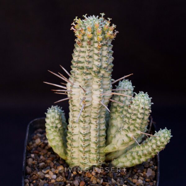 Euphorbia mammillaris f. variegata (cluster)