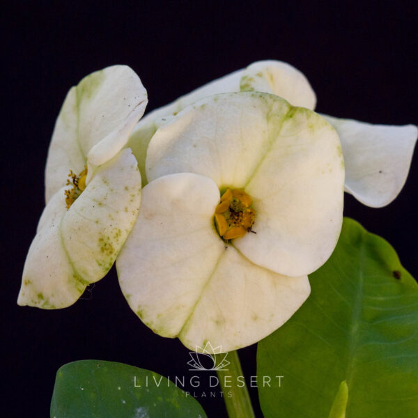 Euphorbia milii 'Thai Blizzard'