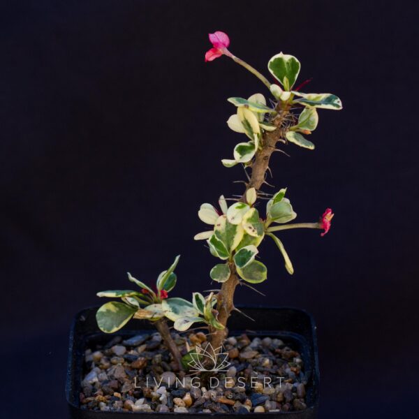 Euphorbia milii 'Thai Mini' f. variegata