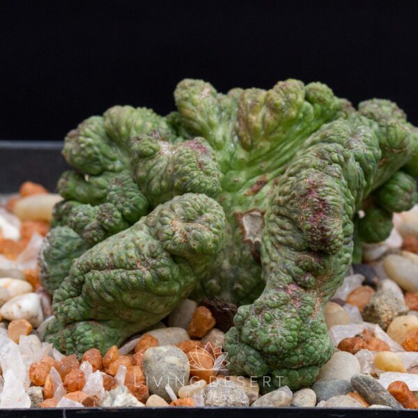 Euphorbia obesa f. cristata (LDP seedgrown)
