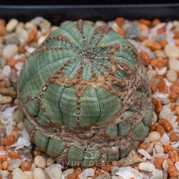 Euphorbia obesa mutant (female)