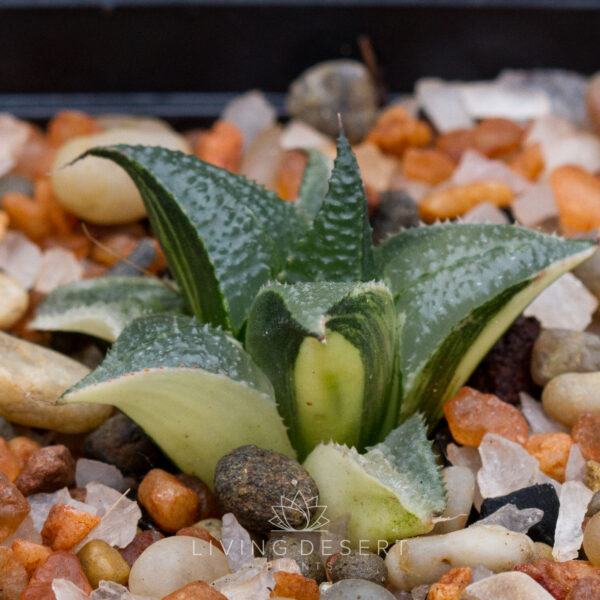 Haworthia badia f. variegata