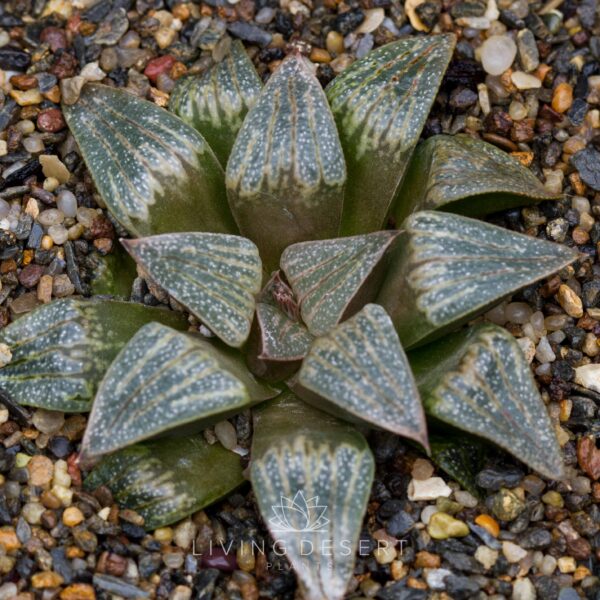 Haworthia hybrid