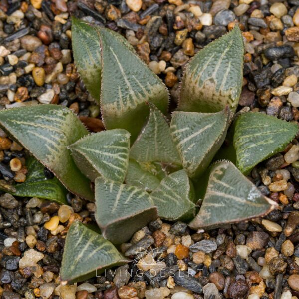 Haworthia hybrid