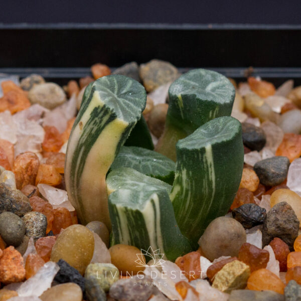 Haworthia maughanii f. variegata