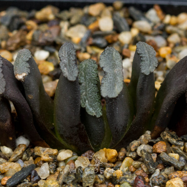 Haworthia truncata