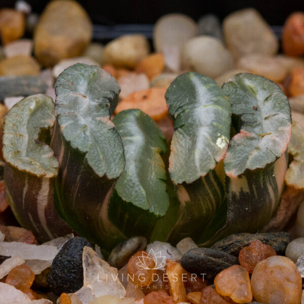 Haworthia truncata f. variegata