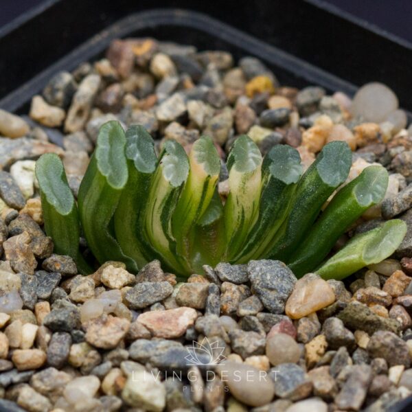 Haworthia truncata f. variegata