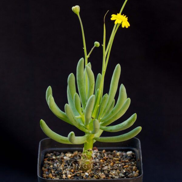 Othonna clavifolia