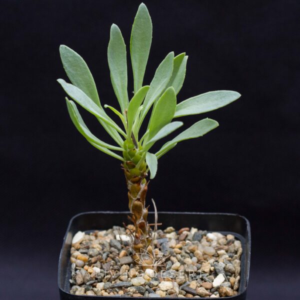 Othonna lepidocaulis