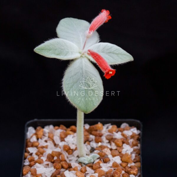 Sinningia leucotricha - Brazilian Edelweiss