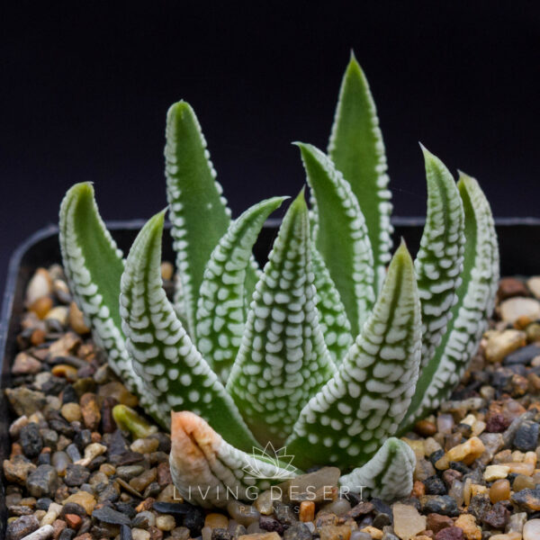 Tulista pumila 'Emperor'