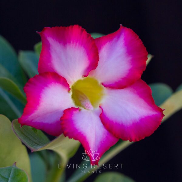 Adenium obesum - Desert Rose