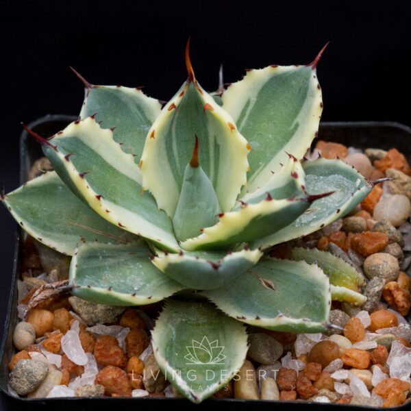 Agave potatorum f. variegata
