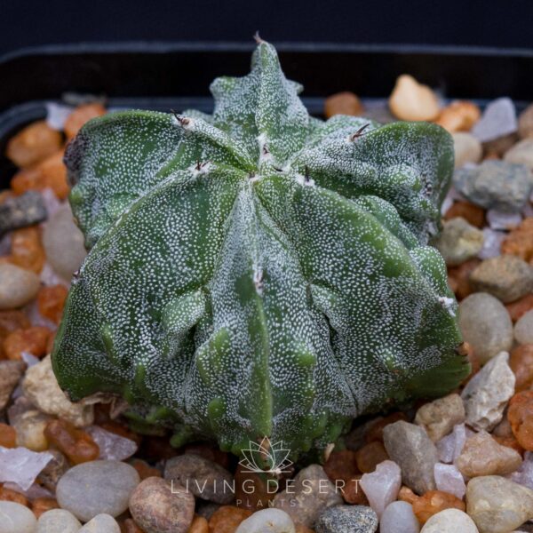 Astrophytum myriostigma 'Fukuryu'