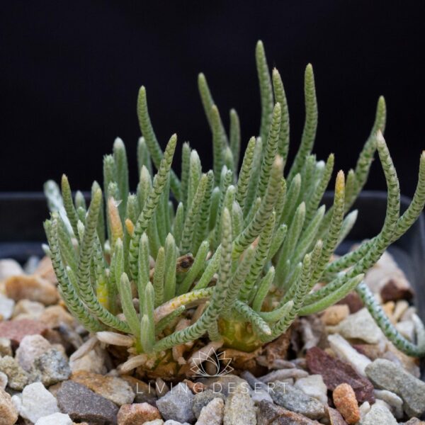 Avonia quinaria