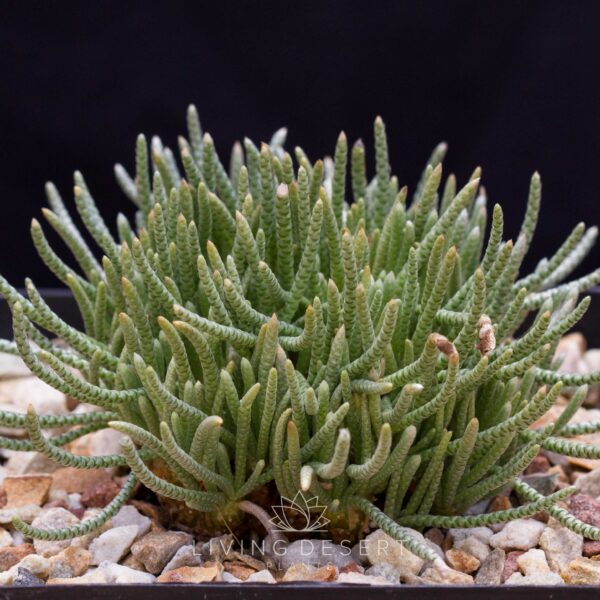 Avonia quinaria (extra large)