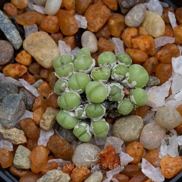 Conophytum hianus