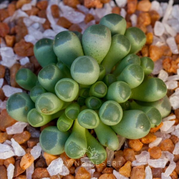Fenestraria rhopalophylla - 'Baby Toes' succulent