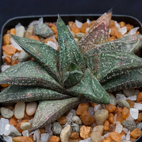 Gasteria ellaphiae hybrid