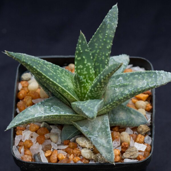 Gasteria x Aloe hybrid