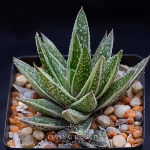 Gasteria x Aloe hybrid