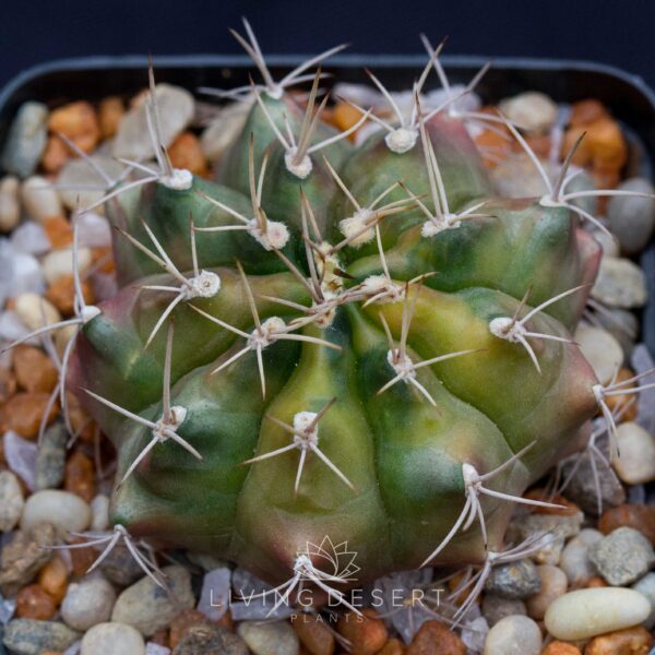 Gymnocalycium hybrid f. variegata