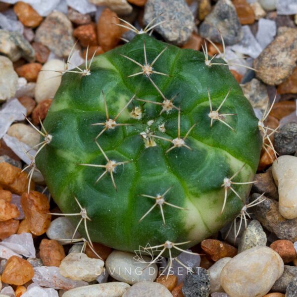 Gymnocalycium hybrid f. variegata