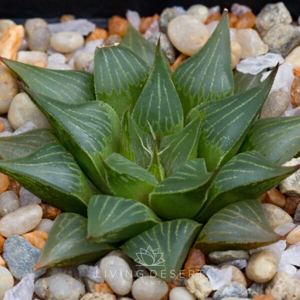 Haworthia hybrid