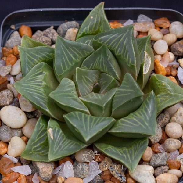 Haworthia mutica hybrid