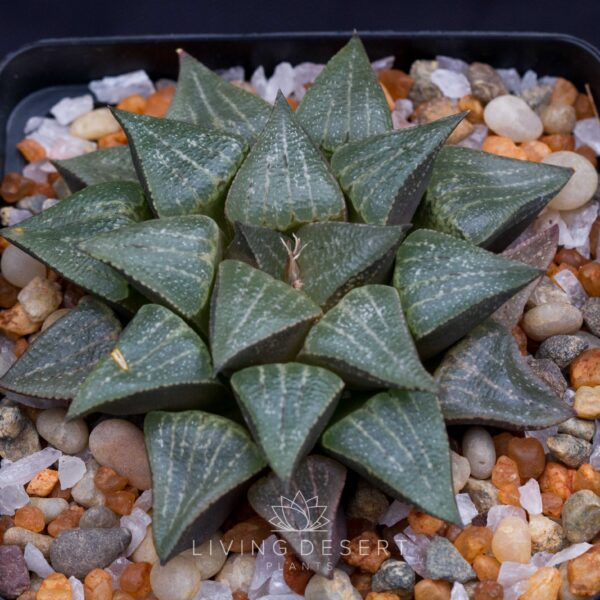 Haworthia pygmaea hybrid