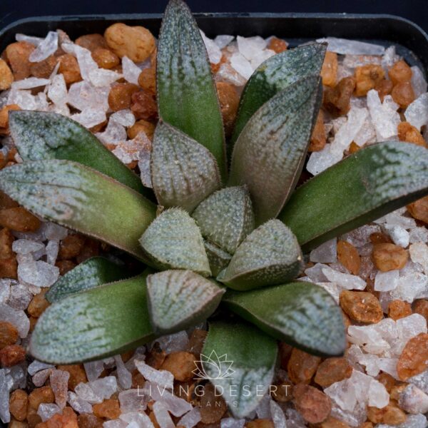 Haworthia hybrid