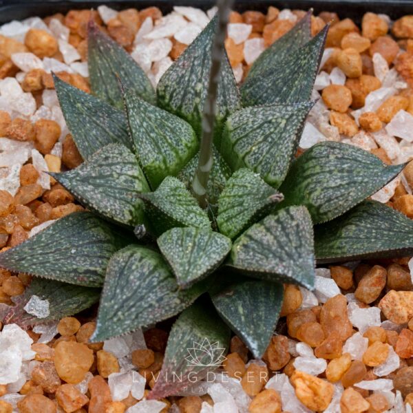 Haworthia magnifica hybrid