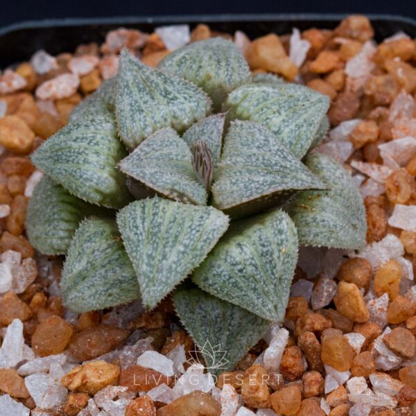 Haworthia splendens hybrid